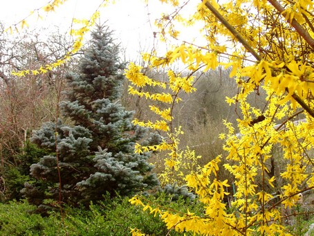 Forsythia au gite en alsace